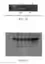 Fig. 22 - Conditioned medium and proliferated cell lines produced therefrom
