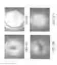 Fig. 29 - Conditioned medium and proliferated cell lines produced therefrom