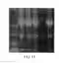 Fig. 30 - Conditioned medium and proliferated cell lines produced therefrom