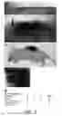 Fig. 03 - COMPOSITIONS AND METHODS TO GENERATE PILOSEBACEOUS UNITS