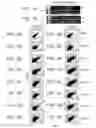 Fig. 02 - PERICYTE PROGENITOR CELLS AND METHODS OF GENERATING AND USING SAME