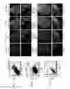 Fig. 04 - PERICYTE PROGENITOR CELLS AND METHODS OF GENERATING AND USING SAME