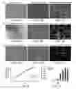 Fig. 05 - PERICYTE PROGENITOR CELLS AND METHODS OF GENERATING AND USING SAME