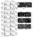 Fig. 06 - PERICYTE PROGENITOR CELLS AND METHODS OF GENERATING AND USING SAME