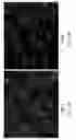 Fig. 08 - PERICYTE PROGENITOR CELLS AND METHODS OF GENERATING AND USING SAME