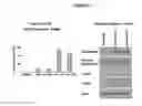 Fig. 03 - Methods, systems, and compositions for neuronal differentiation of multipotent stromal cells