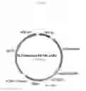 Fig. 07 - Method and compositions using a chimeric antigen receptor for enhanced anti-tumor effector functioning of T cells