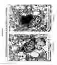 Fig. 07 - Delivery of therapeutic compounds to the brain and other tissues