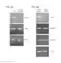 Fig. 07 - INCREASING LIFESPAN BY MODULATION OF WWP-1 AND UBC-18