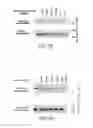 Fig. 04 - PRODUCT AND METHOD FOR TREATMENT OF CONDITIONS ASSOCIATED WITH RECEPTOR-DESENSITIZATION