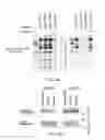 Fig. 06 - PRODUCT AND METHOD FOR TREATMENT OF CONDITIONS ASSOCIATED WITH RECEPTOR-DESENSITIZATION