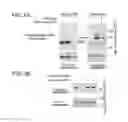 Fig. 07 - PRODUCT AND METHOD FOR TREATMENT OF CONDITIONS ASSOCIATED WITH RECEPTOR-DESENSITIZATION