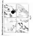 Fig. 24 - Methods of reducing eosinophil levels