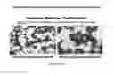 Fig. 64 - Antibodies to OX-2/CD200 and uses thereof