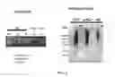 Fig. 03 - Antibodies that bind amyloid oligomers