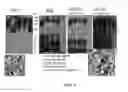 Fig. 05 - Antibodies that bind amyloid oligomers