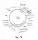 Fig. 10 - Monoclonal antibodies to dendritic cells