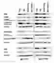 Fig. 01 - Methods for treating a tumor using an antibody that specifically binds GRP94
