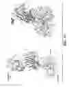 Fig. 22 - BACE1 antibodies