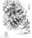 Fig. 23 - BACE1 antibodies