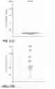 Fig. 31 - BACE1 antibodies