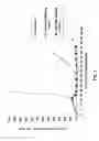 Fig. 02 - MONOMETHYLVALINE COMPOUNDS CAPABLE OF CONJUGATION TO LIGANDS