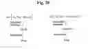 Fig. 22 - MONOMETHYLVALINE COMPOUNDS CAPABLE OF CONJUGATION TO LIGANDS