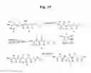 Fig. 27 - MONOMETHYLVALINE COMPOUNDS CAPABLE OF CONJUGATION TO LIGANDS