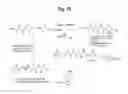 Fig. 32 - MONOMETHYLVALINE COMPOUNDS CAPABLE OF CONJUGATION TO LIGANDS