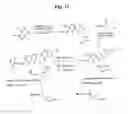Fig. 33 - MONOMETHYLVALINE COMPOUNDS CAPABLE OF CONJUGATION TO LIGANDS
