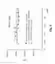 Fig. 11 - MONOMETHYLVALINE COMPOUNDS CAPABLE OF CONJUGATION TO LIGANDS