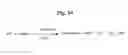 Fig. 26 - MONOMETHYLVALINE COMPOUNDS CAPABLE OF CONJUGATION TO LIGANDS