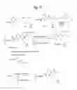 Fig. 34 - MONOMETHYLVALINE COMPOUNDS CAPABLE OF CONJUGATION TO LIGANDS