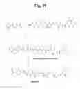 Fig. 41 - MONOMETHYLVALINE COMPOUNDS CAPABLE OF CONJUGATION TO LIGANDS