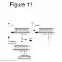 Fig. 12 - Interaction of with epithelial cells, extracellular matrix proteins and the complement system