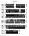 Fig. 07 - Multiple variants of meningococcal protein NBM1870