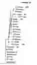 Fig. 09 - Multiple variants of meningococcal protein NBM1870