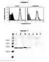 Fig. 05 - MULTIPLE VARIANTS OF MENINGOCOCCAL PROTEIN NMB1870