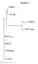 Fig. 11 - MULTIPLE VARIANTS OF MENINGOCOCCAL PROTEIN NMB1870