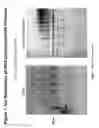 Fig. 02 - PEGYLATED POLYPLEXES FOR POLYNUCLEOTIDE DELIVERY