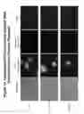 Fig. 11 - PEGYLATED POLYPLEXES FOR POLYNUCLEOTIDE DELIVERY