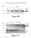 Fig. 13 - PEGYLATED POLYPLEXES FOR POLYNUCLEOTIDE DELIVERY
