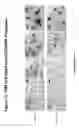 Fig. 17 - PEGYLATED POLYPLEXES FOR POLYNUCLEOTIDE DELIVERY