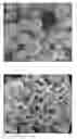 Fig. 01 - TOOTH BLEACHING CATALYTIC AND APPLICATION THEREOF
