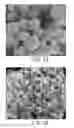 Fig. 02 - TOOTH BLEACHING CATALYTIC AND APPLICATION THEREOF