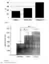 Fig. 04 - Lipoxygenase and its use in wound healing