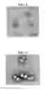 Fig. 03 - SENSITIVE POLYMER CAPSULE AND METHOD OF MANUFACTURING THE SAME