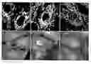 Fig. 01 - Peptides that down regulate the activity of plasma membrane transporters including sodium-D-glucose cotransporter SGLT1