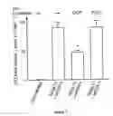 Fig. 08 - Peptides that down regulate the activity of plasma membrane transporters including sodium-D-glucose cotransporter SGLT1