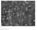 Fig. 01 - Self-assembling hydrogels based on dicephalic peptide amphiphiles